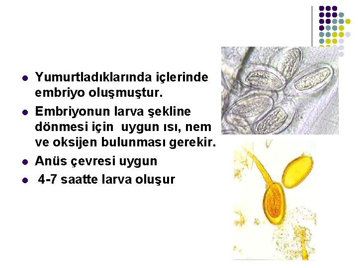 l l Yumurtladıklarında içlerinde embriyo oluşmuştur. Embriyonun larva şekline dönmesi için uygun ısı, nem