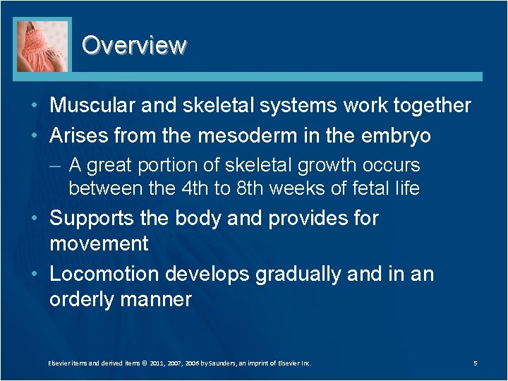 Overview • Muscular and skeletal systems work together • Arises from the mesoderm in