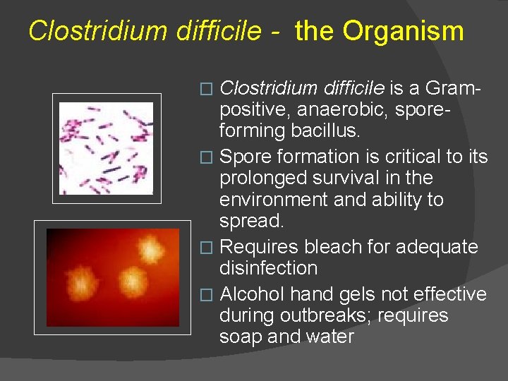 Clostridium difficile - the Organism Clostridium difficile is a Grampositive, anaerobic, sporeforming bacillus. �