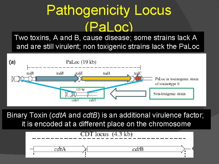 Pathogenicity Locus (Pa. Loc) Two toxins, A and B, cause disease; some strains lack