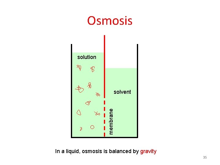 Osmosis solution membrane solvent In a liquid, osmosis is balanced by gravity 35 