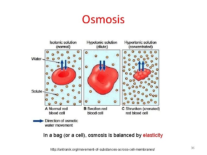 Osmosis In a bag (or a cell), osmosis is balanced by elasticity http: //antranik.