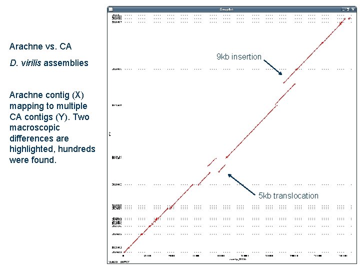 Arachne vs. CA D. virilis assemblies 9 kb insertion Arachne contig (X) mapping to