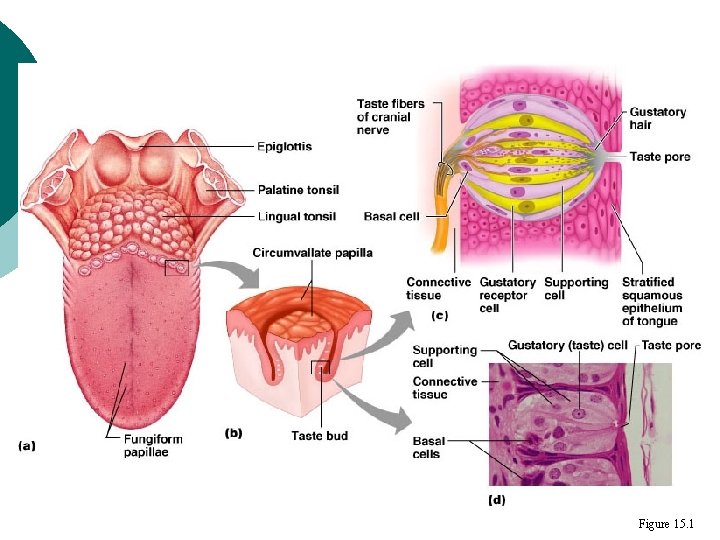 Taste Buds Figure 15. 1 