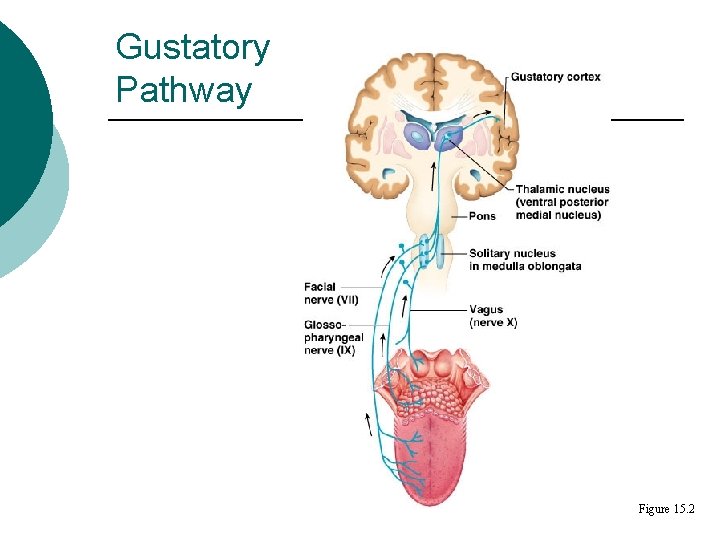 Gustatory Pathway Figure 15. 2 