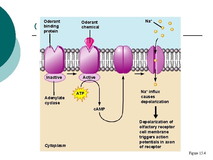 Odorant binding protein Odorant chemical Na+ Olfactory Transduction Process Inactive Adenylate cyclase Active Na+