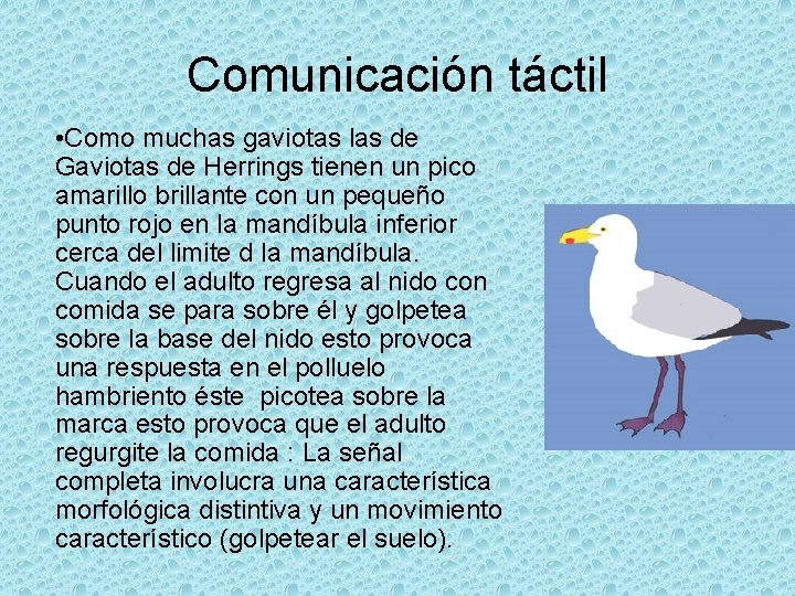 Comunicación táctil • Como muchas gaviotas las de Gaviotas de Herrings tienen un pico