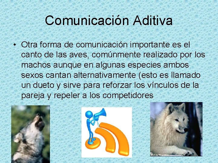 Comunicación Aditiva • Otra forma de comunicación importante es el canto de las aves,