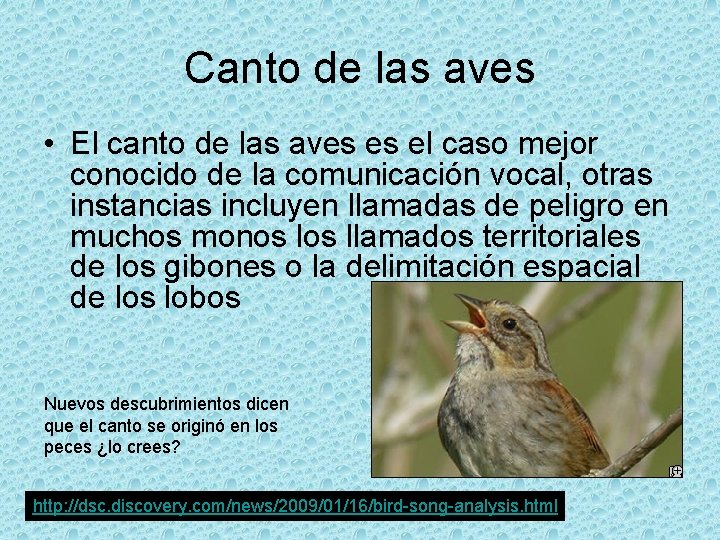 Canto de las aves • El canto de las aves es el caso mejor