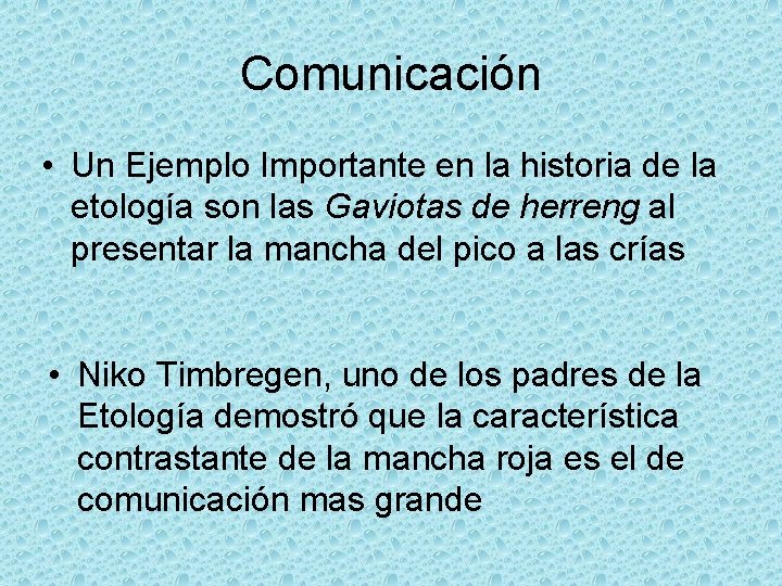 Comunicación • Un Ejemplo Importante en la historia de la etología son las Gaviotas