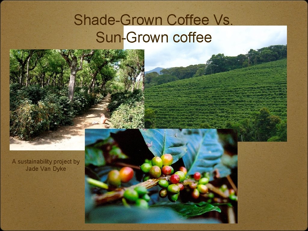 Shade-Grown Coffee Vs. Sun-Grown coffee A sustainability project by Jade Van Dyke 