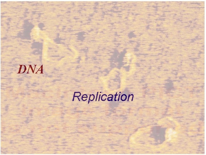 DNA Replication 