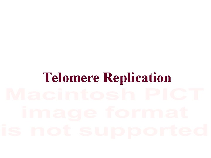 Telomere Replication 