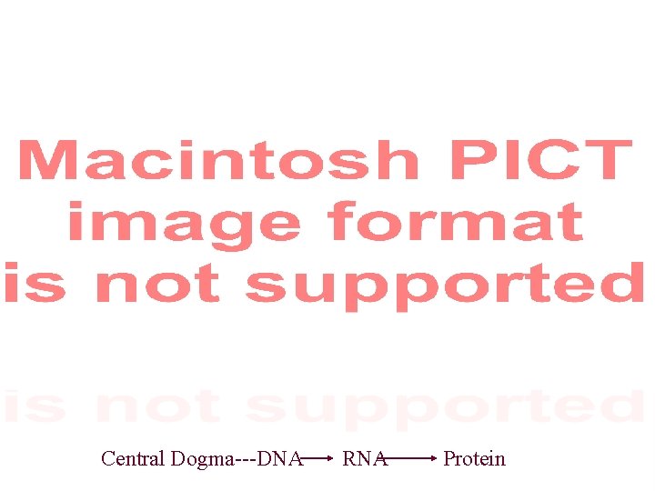 Central Dogma---DNA RNA Protein 