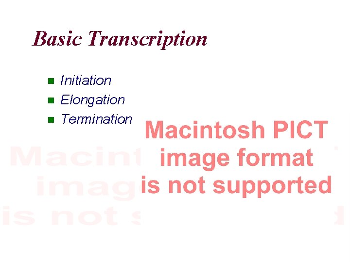 Basic Transcription Initiation Elongation Termination 