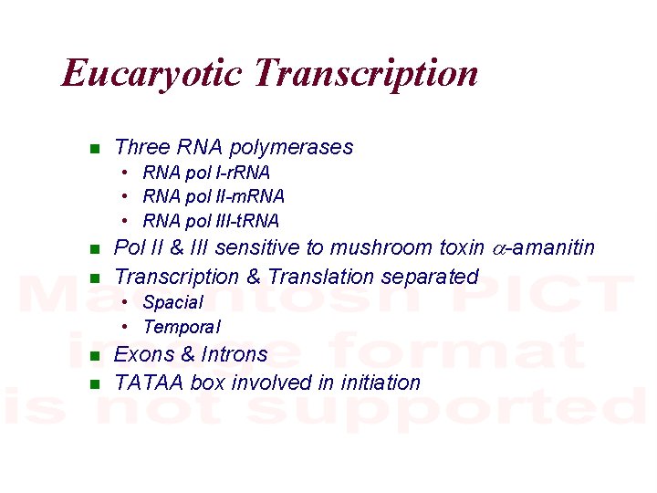 Eucaryotic Transcription Three RNA polymerases • RNA pol I-r. RNA • RNA pol II-m.