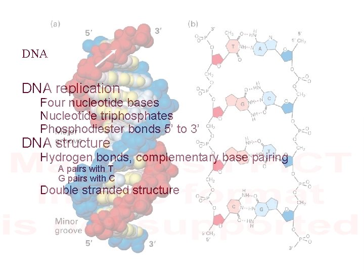 DNA replication Four nucleotide bases Nucleotide triphosphates Phosphodiester bonds 5’ to 3’ DNA structure
