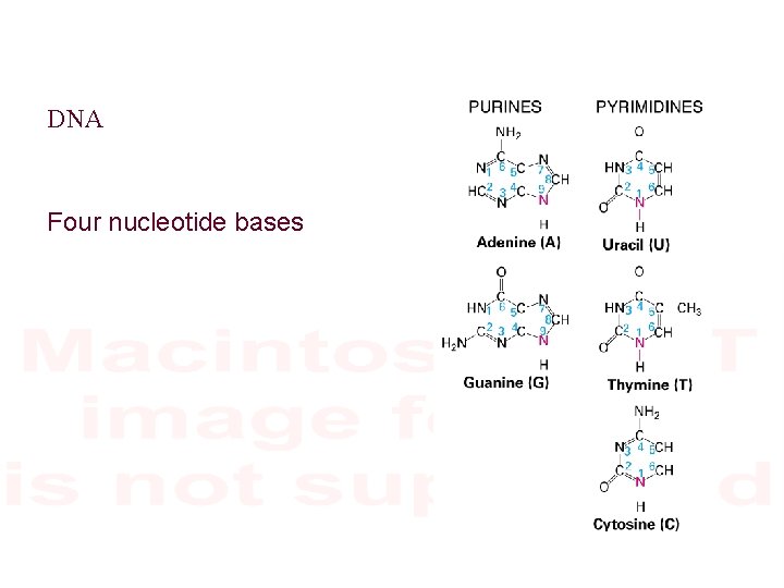 DNA Four nucleotide bases 