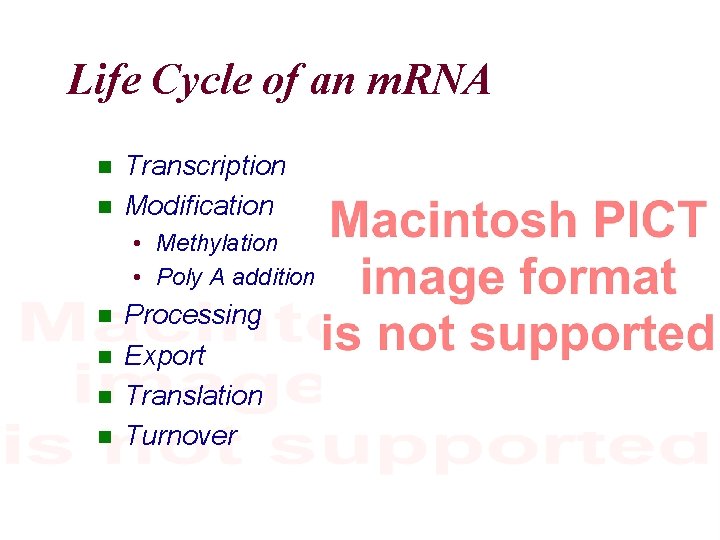 Life Cycle of an m. RNA Transcription Modification • Methylation • Poly A addition