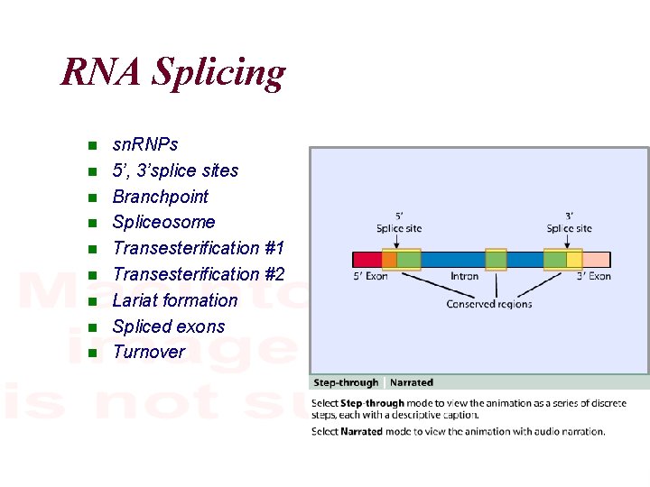RNA Splicing sn. RNPs 5’, 3’splice sites Branchpoint Spliceosome Transesterification #1 Transesterification #2 Lariat
