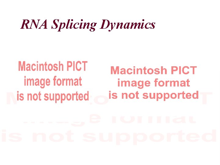 RNA Splicing Dynamics 