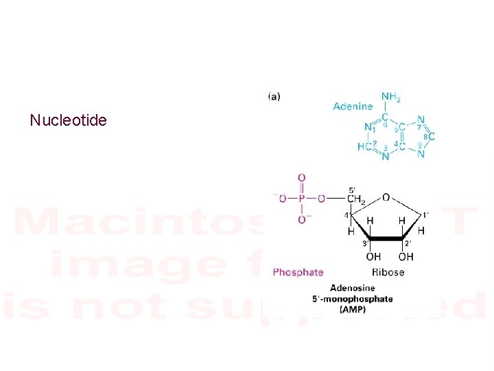 Nucleotide 