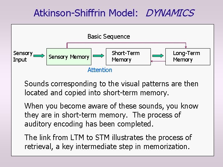 Atkinson-Shiffrin Model: DYNAMICS Basic Sequence Sensory Input Sensory Memory Short-Term Memory Long-Term Memory Attention