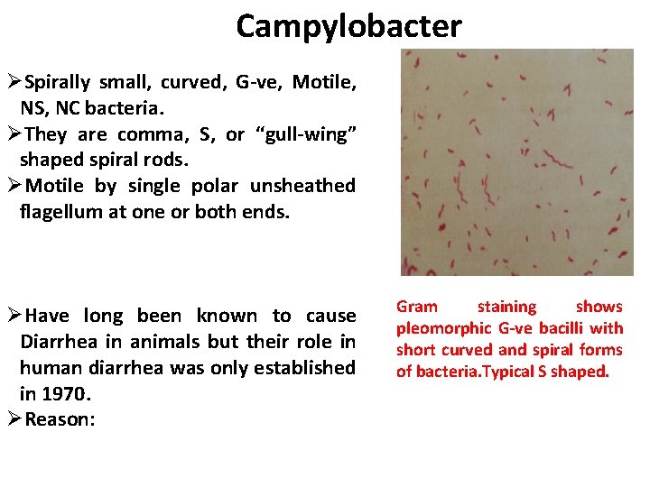 Campylobacter ØSpirally small, curved, G-ve, Motile, NS, NC bacteria. ØThey are comma, S, or