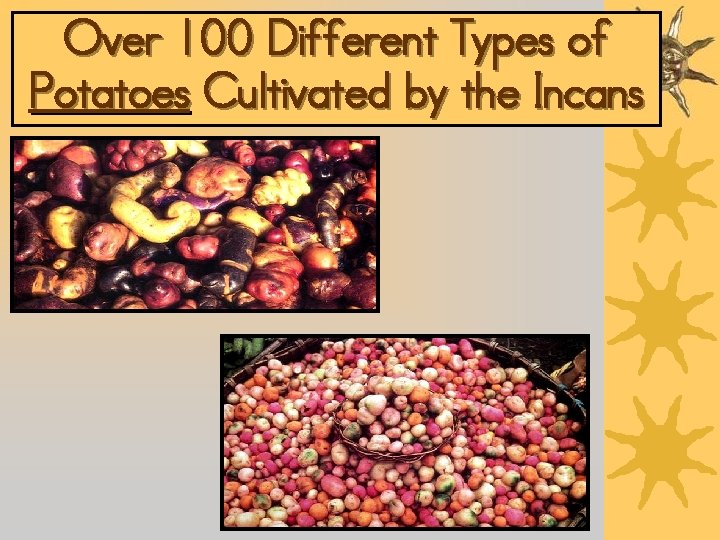 Over 100 Different Types of Potatoes Cultivated by the Incans 