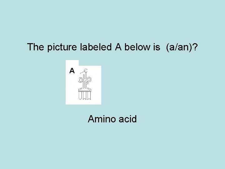 The picture labeled A below is (a/an)? A Amino acid 