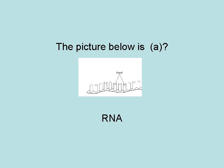 The picture below is (a)? RNA 