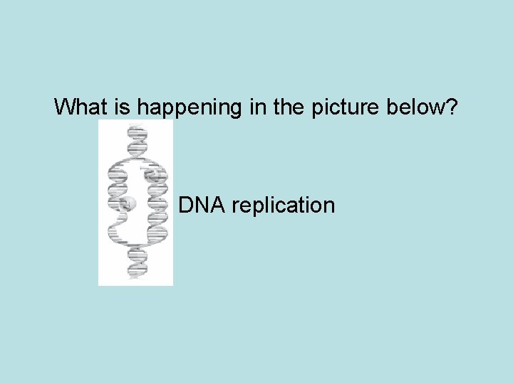 What is happening in the picture below? DNA replication 