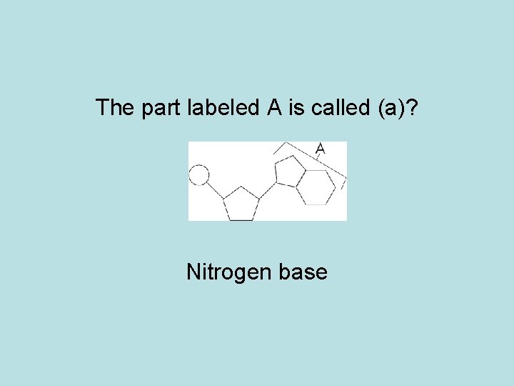 The part labeled A is called (a)? Nitrogen base 