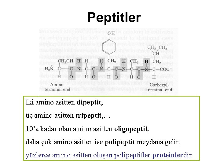 Peptitler İki amino asitten dipeptit, üç amino asitten tripeptit, … 10’a kadar olan amino