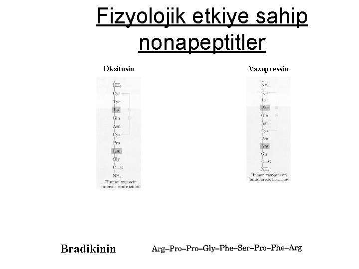 Fizyolojik etkiye sahip nonapeptitler Bradikinin 