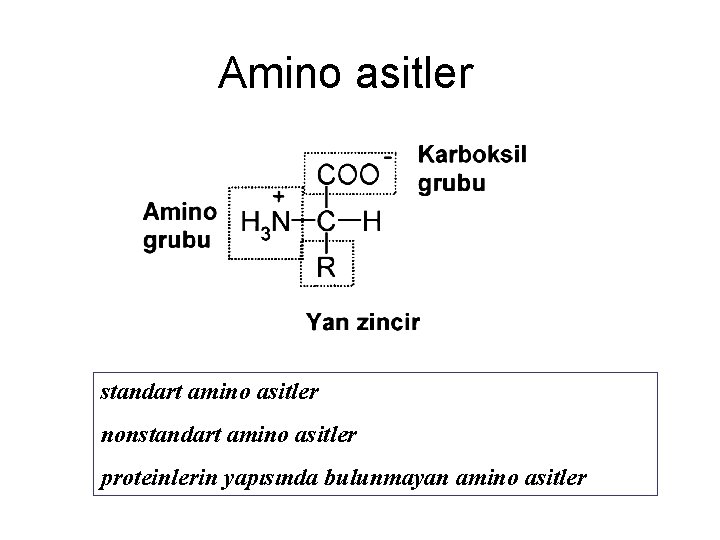 Amino asitler standart amino asitler nonstandart amino asitler proteinlerin yapısında bulunmayan amino asitler 