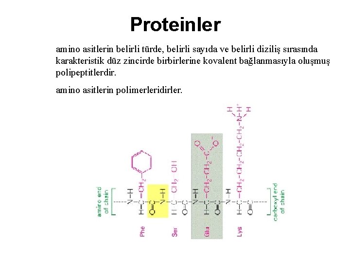 Proteinler amino asitlerin belirli türde, belirli sayıda ve belirli diziliş sırasında karakteristik düz zincirde