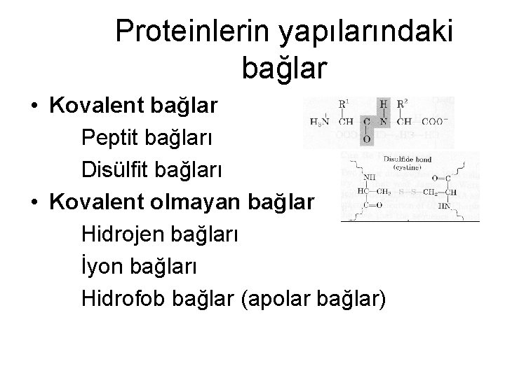 Proteinlerin yapılarındaki bağlar • Kovalent bağlar Peptit bağları Disülfit bağları • Kovalent olmayan bağlar