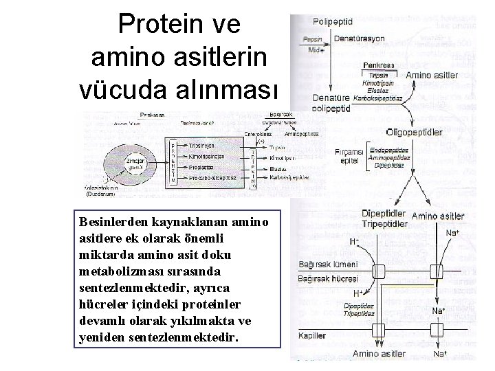 Protein ve amino asitlerin vücuda alınması Besinlerden kaynaklanan amino asitlere ek olarak önemli miktarda