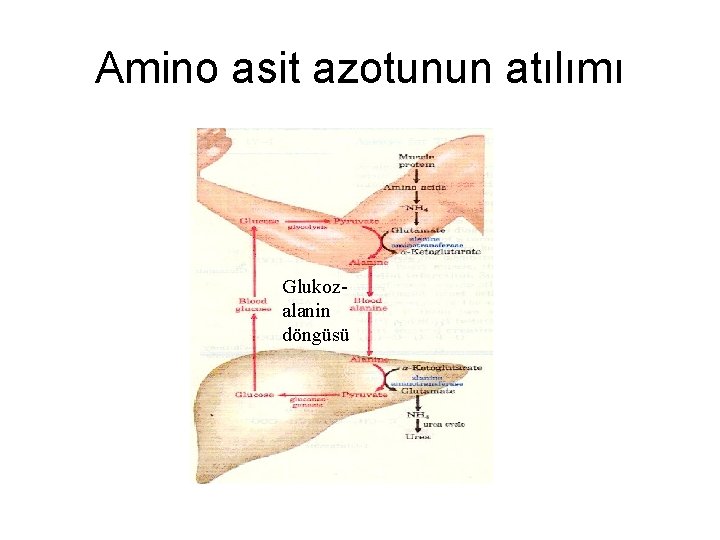 Amino asit azotunun atılımı Glukozalanin döngüsü 