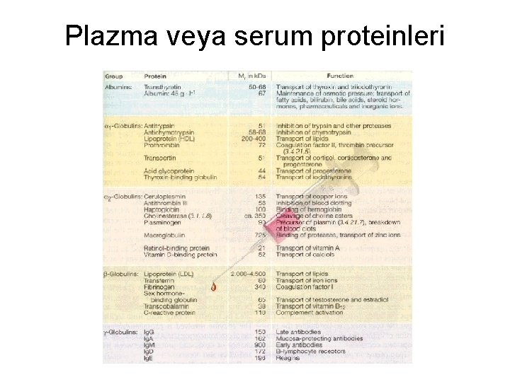 Plazma veya serum proteinleri 