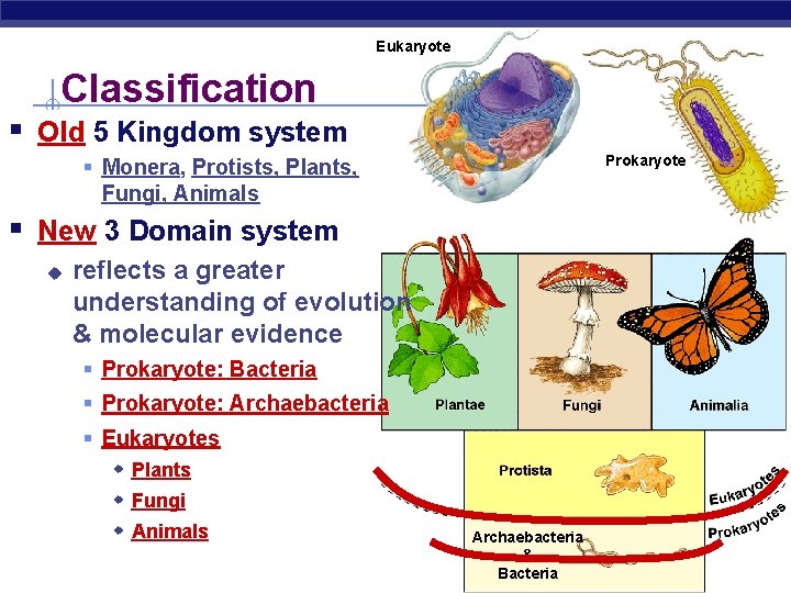 Eukaryote Classification § Old 5 Kingdom system Prokaryote § Monera, Protists, Plants, Fungi, Animals