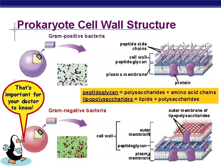 Prokaryote Cell Wall Structure Gram-positive bacteria peptide side chains cell wall peptidoglycan plasma membrane