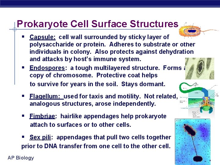 Prokaryote Cell Surface Structures § Capsule: cell wall surrounded by sticky layer of §
