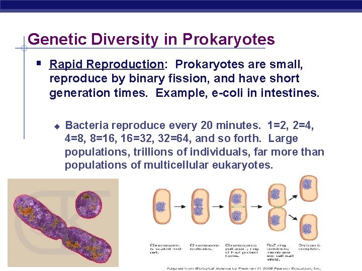 Genetic Diversity in Prokaryotes § Rapid Reproduction: Prokaryotes are small, reproduce by binary fission,