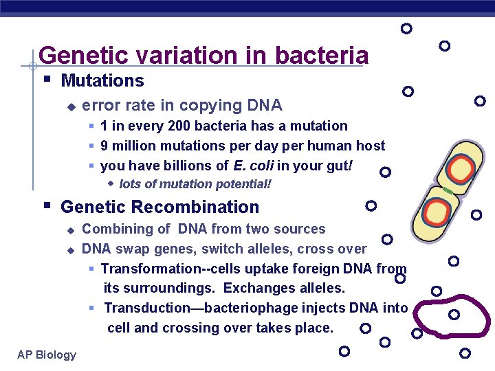 Genetic variation in bacteria § Mutations u error rate in copying DNA § 1