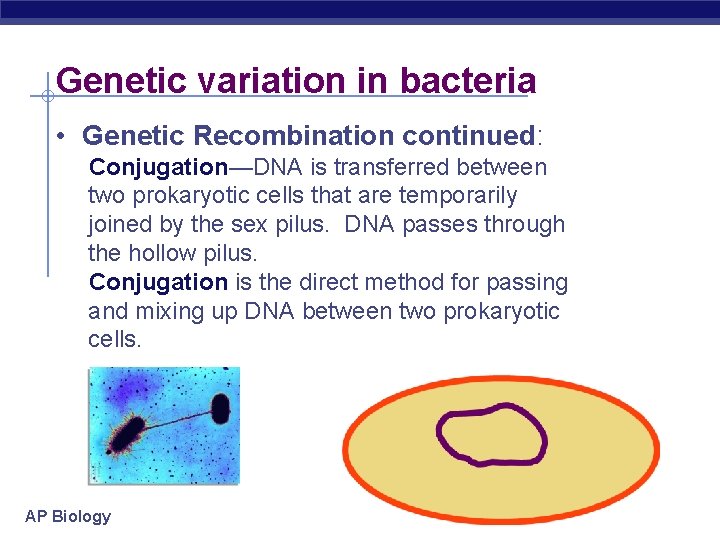 Genetic variation in bacteria • Genetic Recombination continued: Conjugation—DNA is transferred between two prokaryotic