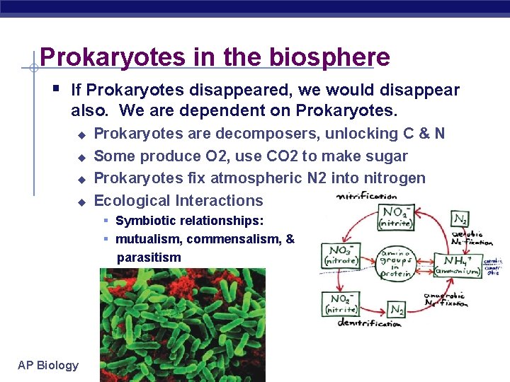 Prokaryotes in the biosphere § If Prokaryotes disappeared, we would disappear also. We are