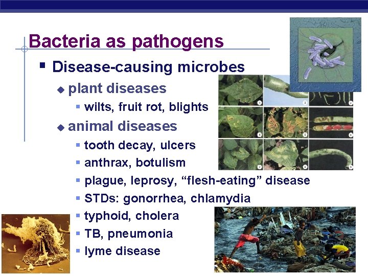 Bacteria as pathogens § Disease-causing microbes u plant diseases § wilts, fruit rot, blights