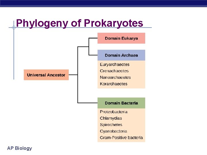 Phylogeny of Prokaryotes AP Biology 